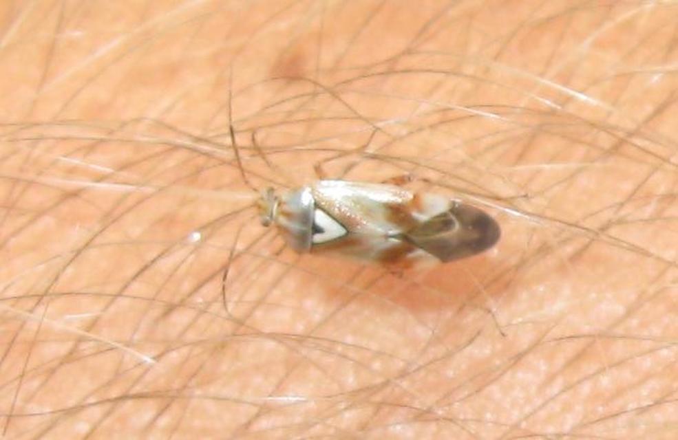 Lygus pratensis - változó mezeipoloska