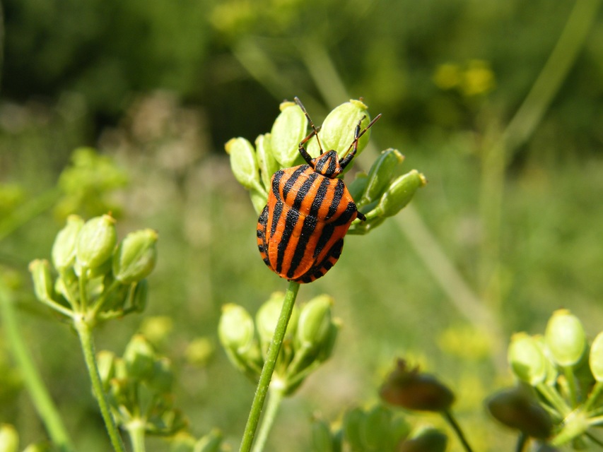 Graphosoma italicum - csíkos pajzsospoloska