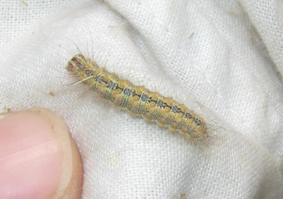 Simyra albovenosa - mocsári lándzsásbagoly