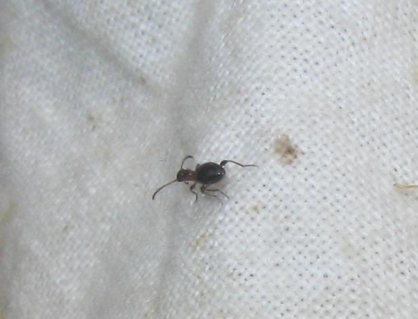 Anthelephila pedestris - hangyaszerű fürgebogár