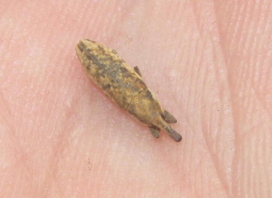 Lixus subtilis - disznóparéj-dudvabarkó