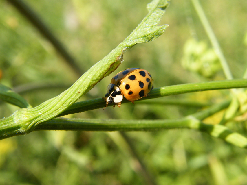Harmonia axyridis - harlekinkatica