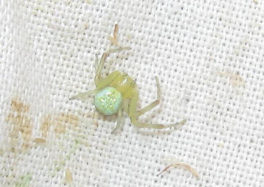 Ebrechtella tricuspidata - alakoskodó karolópók
