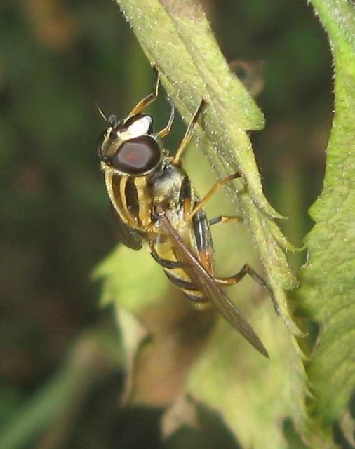 Helophilus pendulus - közönséges mocsárilégy