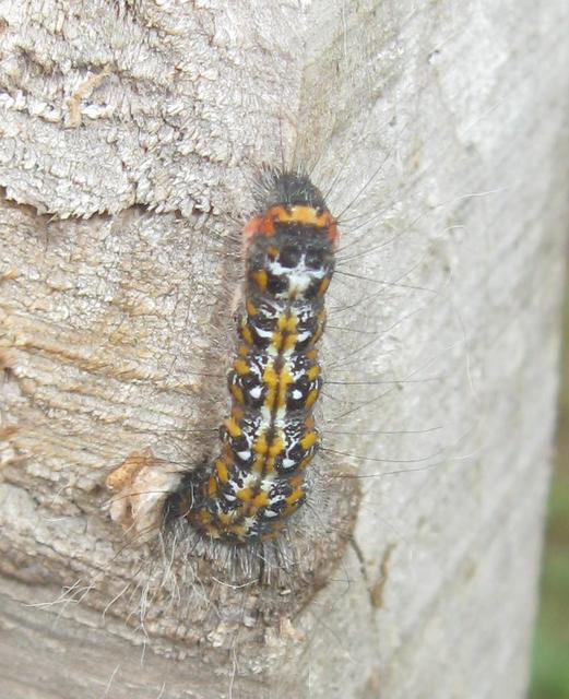 Acronicta tridens - barnás szigonyosbagoly
