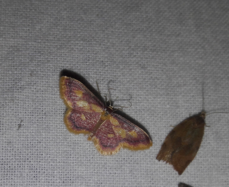 Idaea muricata - mocsári pirosaraszoló