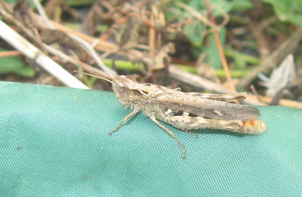 Chorthippus brunneus - közönséges tarlósáska