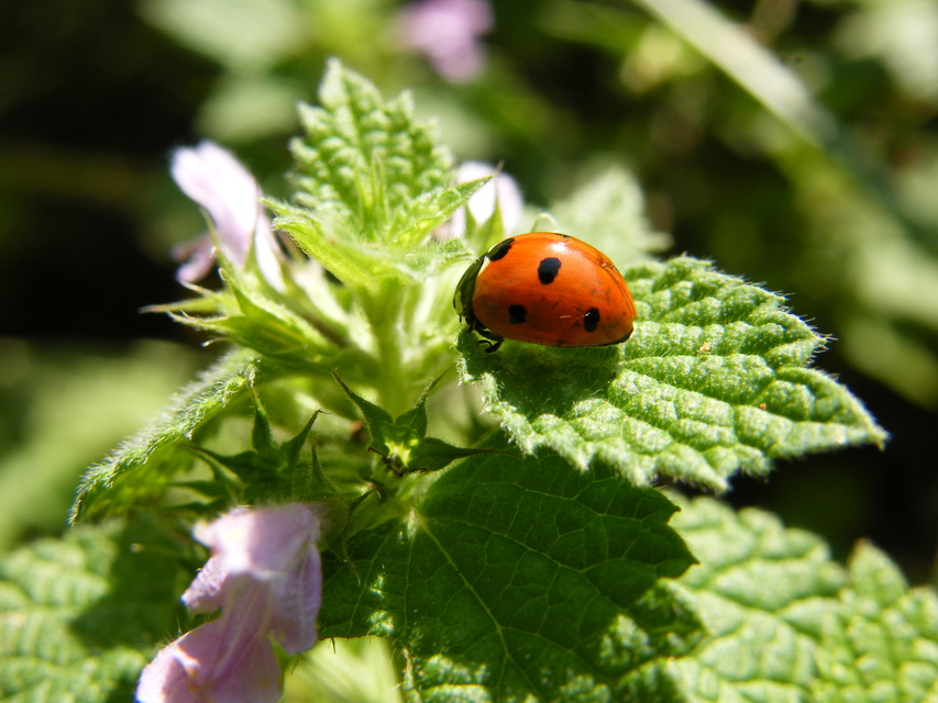 Coccinella septempunctata - hétpettyes katica