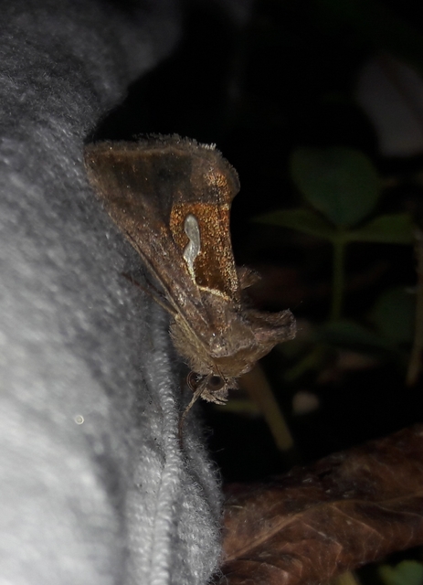 Macdunnoughia confusa - cseppfoltos ezüstbagoly
