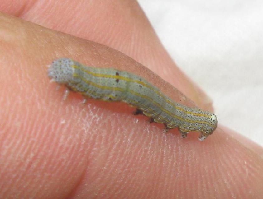 Anophia leucomelas - déli folyófűbagoly