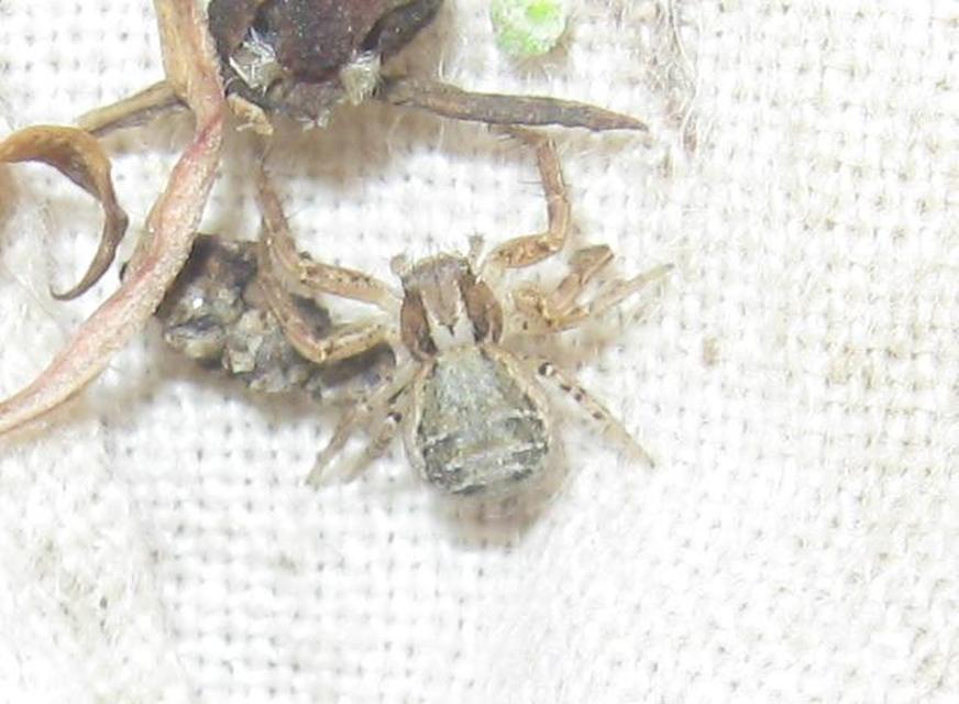 Xysticus