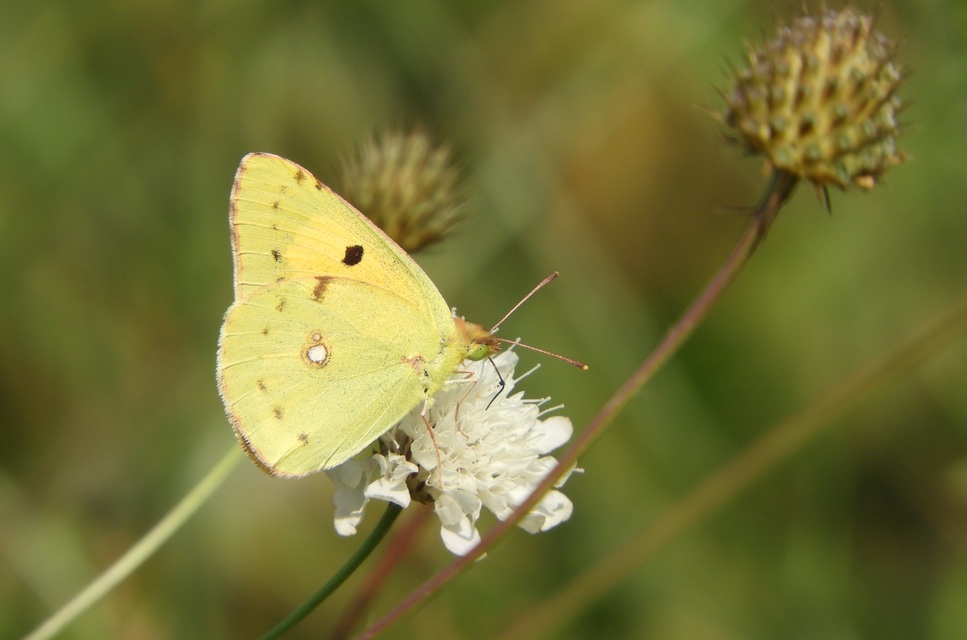 Colias croceus - sáfránylepke