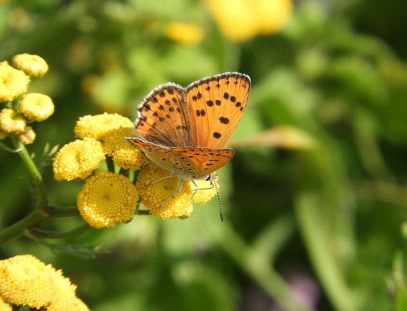 Lycaena thersamon - kis tűzlepke