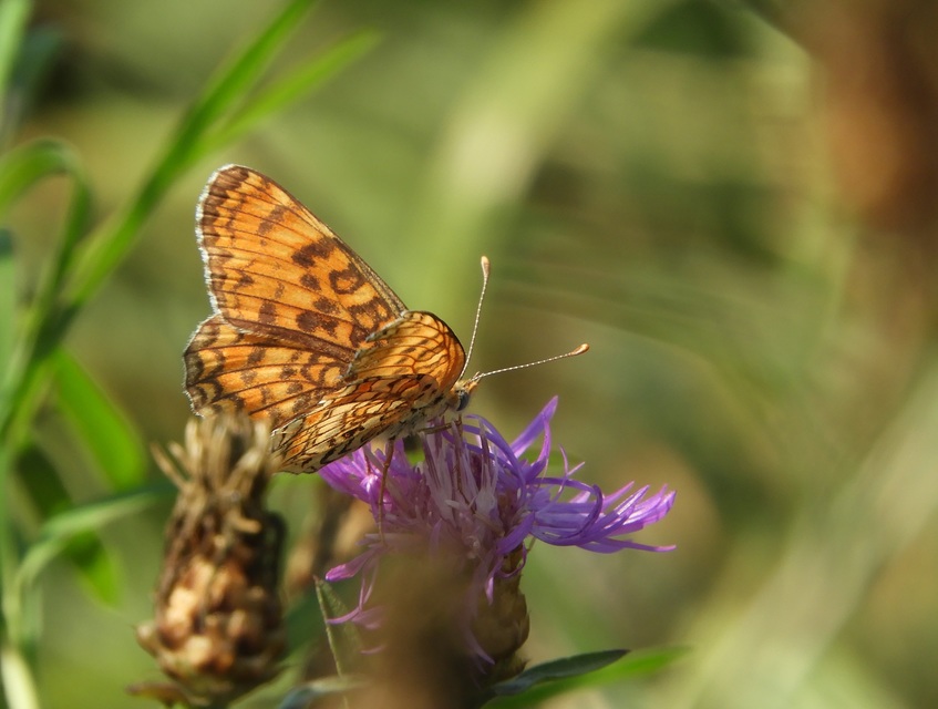 Melitaea phoebe - nagy tarkalepke