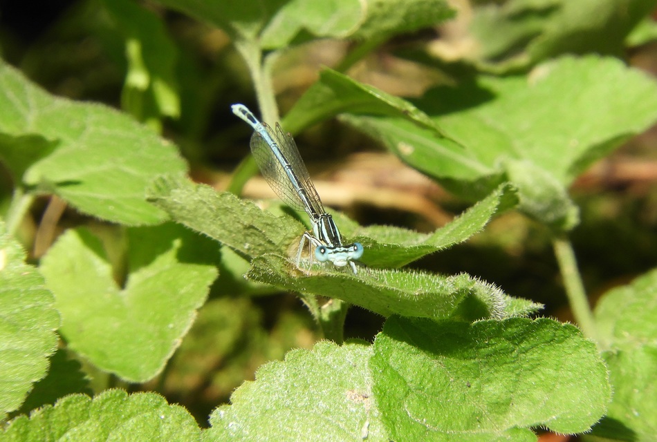 Platycnemis pennipes - széleslábú szitakötő