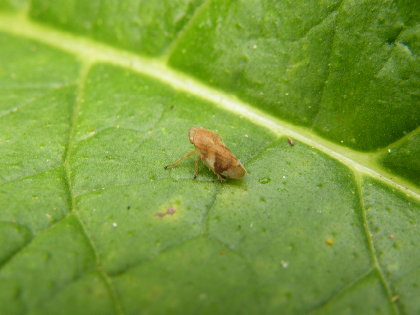 Aphrophoridae