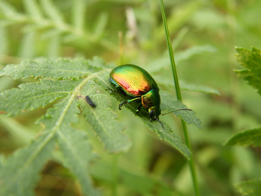 Chrysolina graminis - zöld varádicslevelész