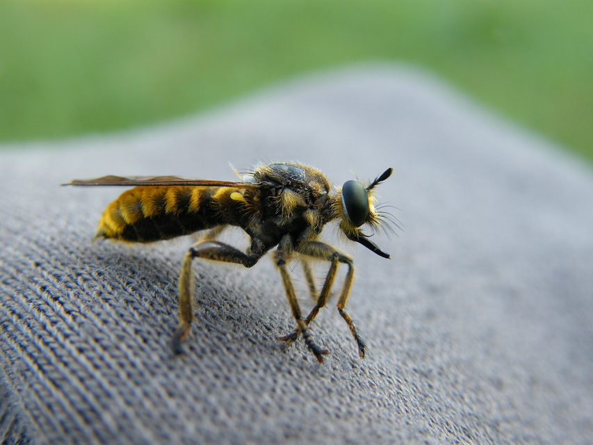 Choerades fimbriata/fulva