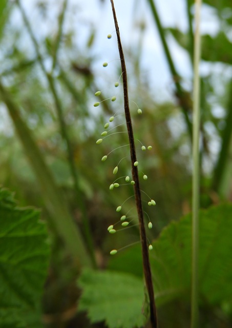 Chrysopidae - zöldfátyolkák
