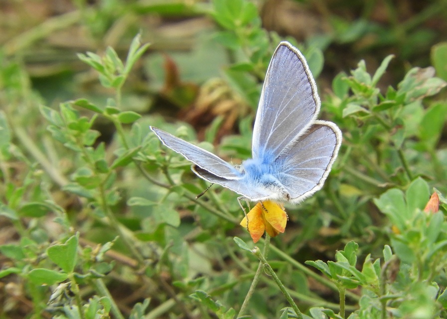 Polyommatus icarus - közönséges boglárka