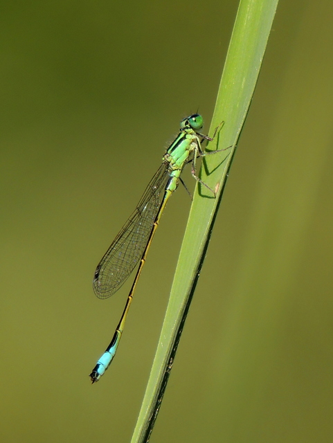 Ischnura elegans pontica - kéköves légivadász