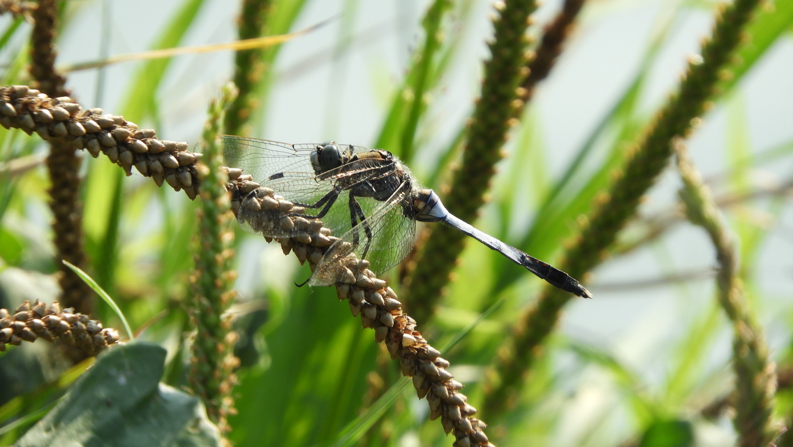 Orthetrum albistylum - fehérfarkú pásztorszitakötő
