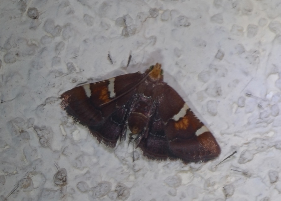 Pyralis regalis - pompás fényilonca