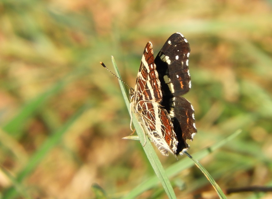 Araschnia levana - pókhálós lepke