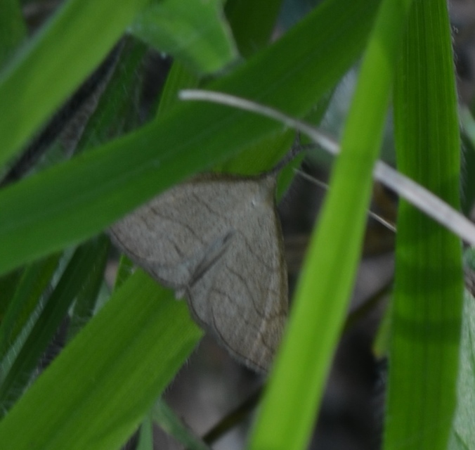 Polypogon tentacularia - sötétaljú karcsúbagoly