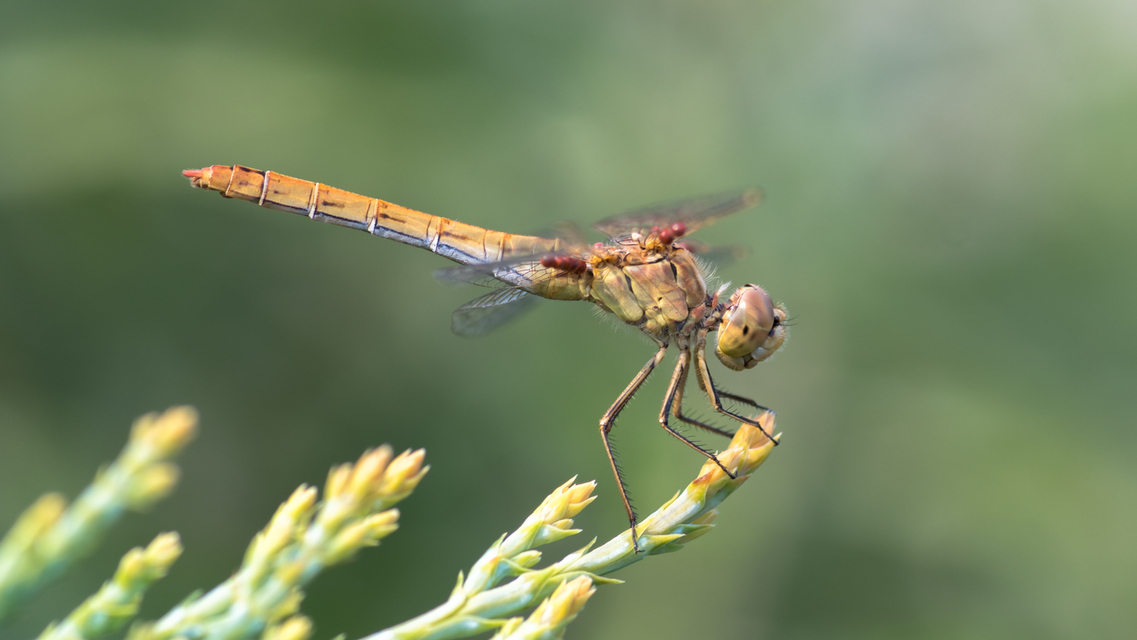 Sympetrum meridionale - fakó katona-szitakötő