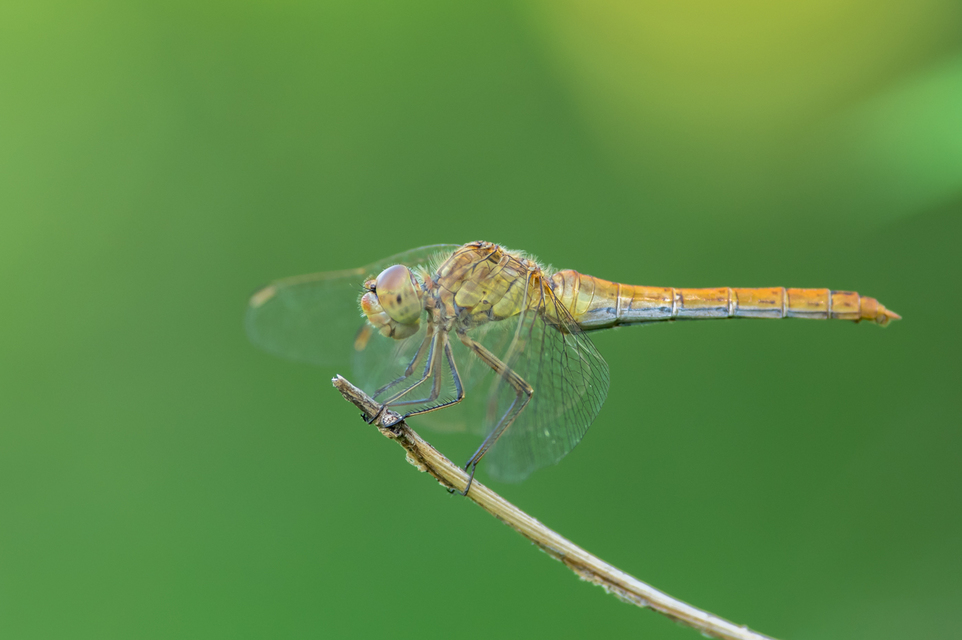 Sympetrum meridionale - fakó katona-szitakötő