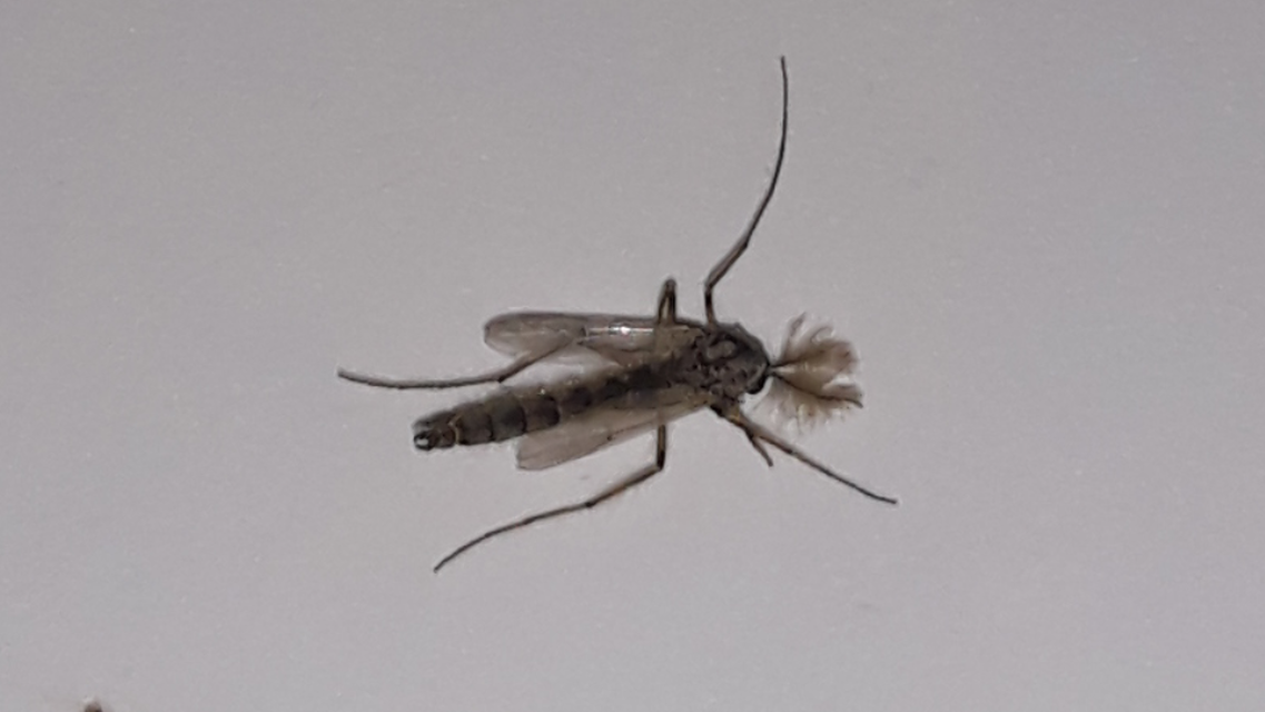 Chironomidae - árvaszúnyogok