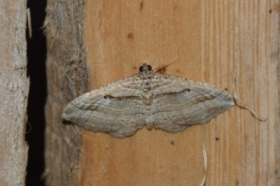 Costaconvexa polygrammata - soksávú araszoló
