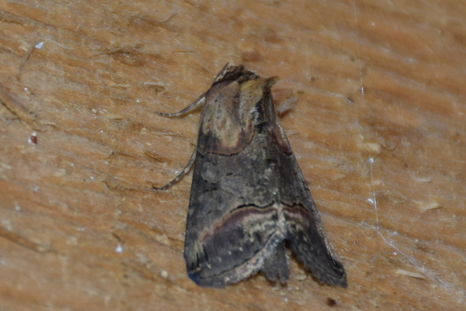 Abrostola triplasia - közönséges csalánbagoly