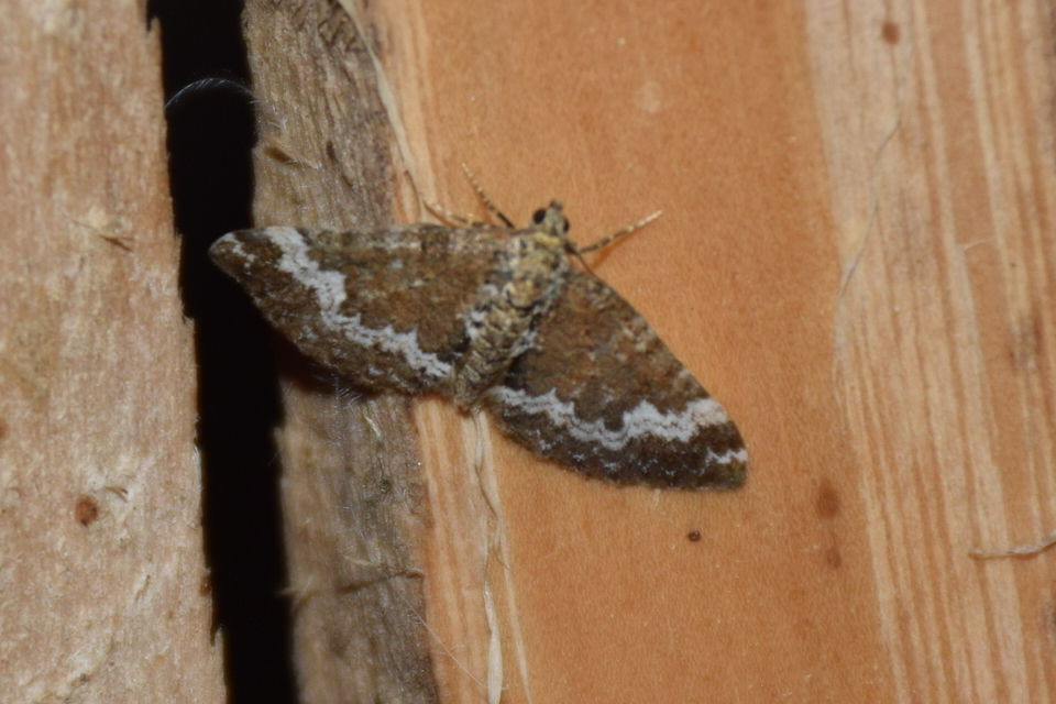 Perizoma alchemillata - árvacsalán-araszoló