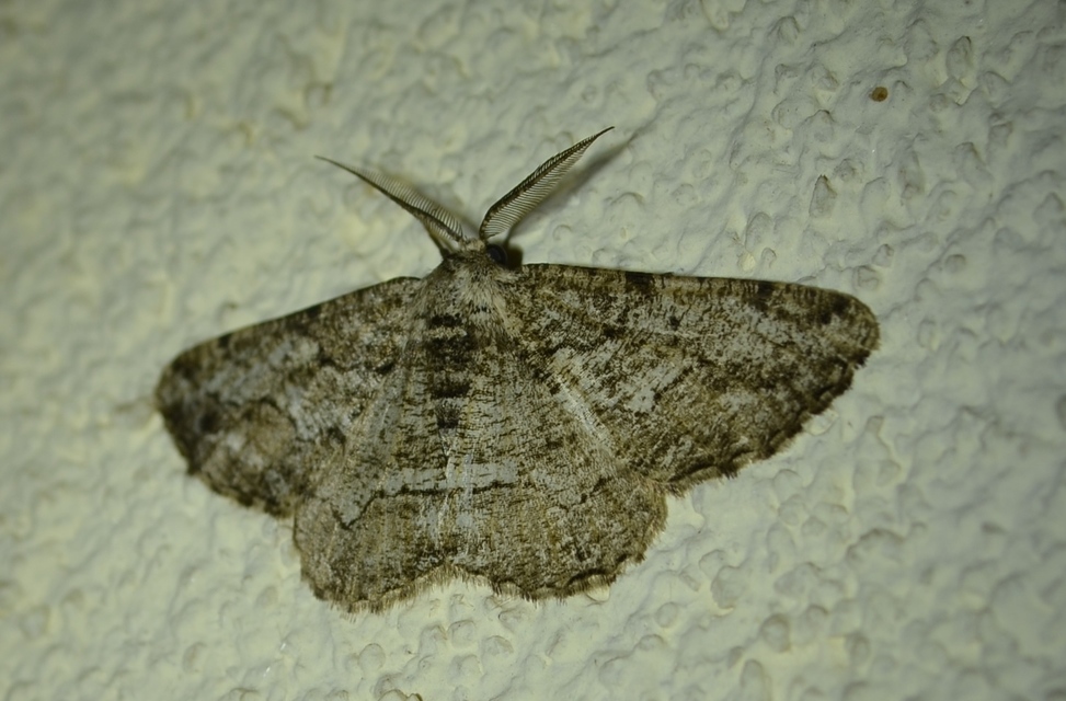Synopsia sociaria - ürömaraszoló