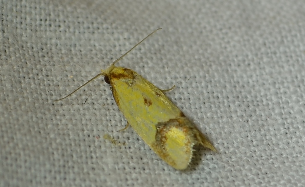 Agapeta zoegana - barnacsíkos sárgamoly