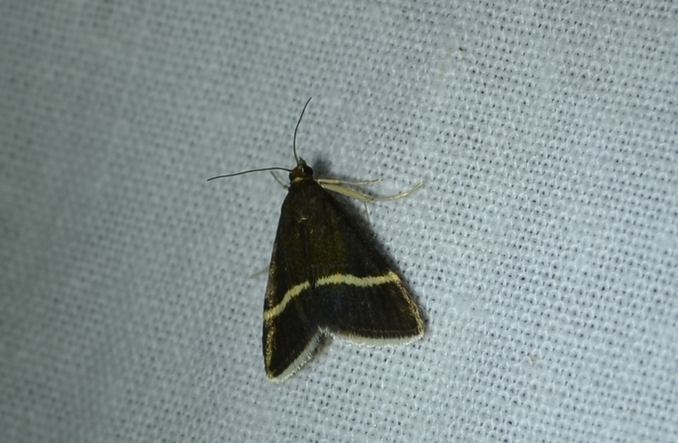 Pyrausta cingulata - fehéröves kormosmoly