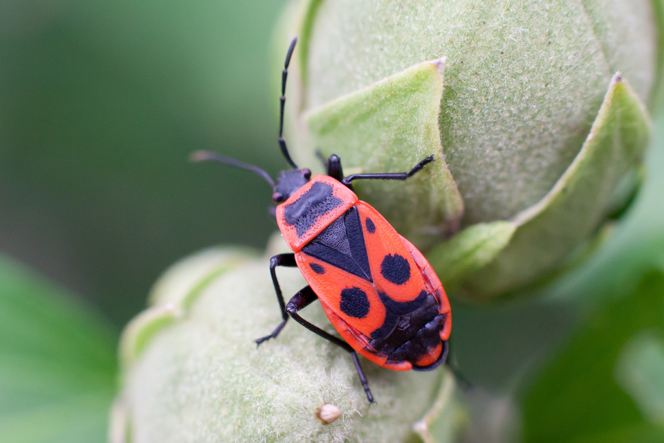 Pyrrhocoris apterus - verőköltő poloska
