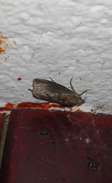 Galleria mellonella - nagy viaszmoly