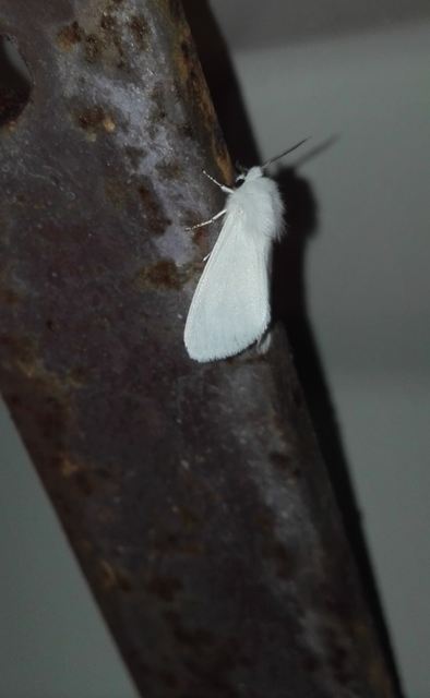 Hyphantria cunea - amerikai fehér medvelepke