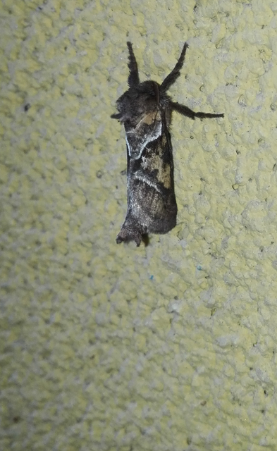 Triodia sylvina - kis gyökérrágólepke