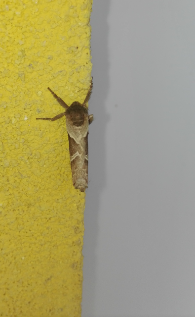 Triodia sylvina - kis gyökérrágólepke