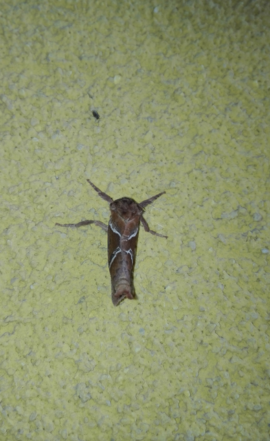 Triodia sylvina - kis gyökérrágólepke