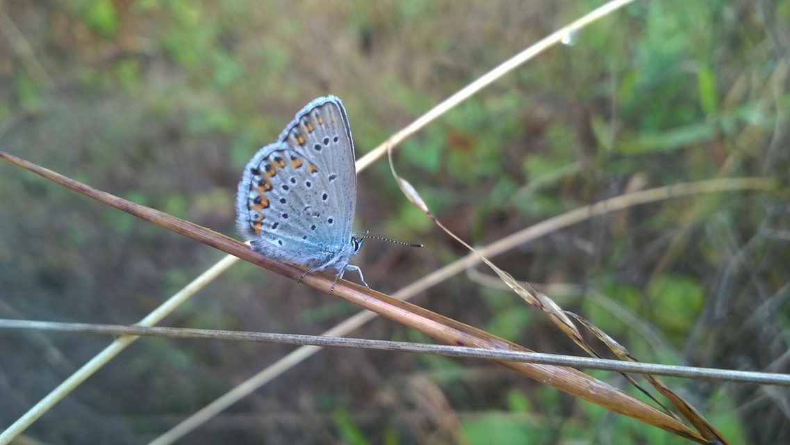 Plebejus argyrognomon - tintakék boglárka