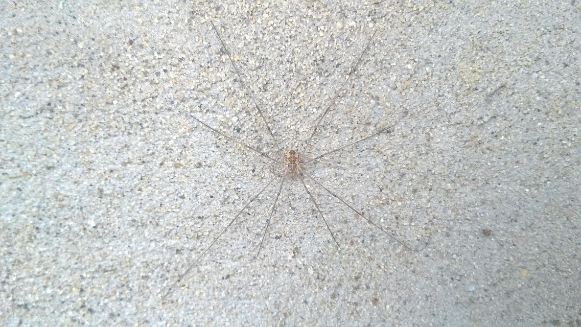 Phalangiidae