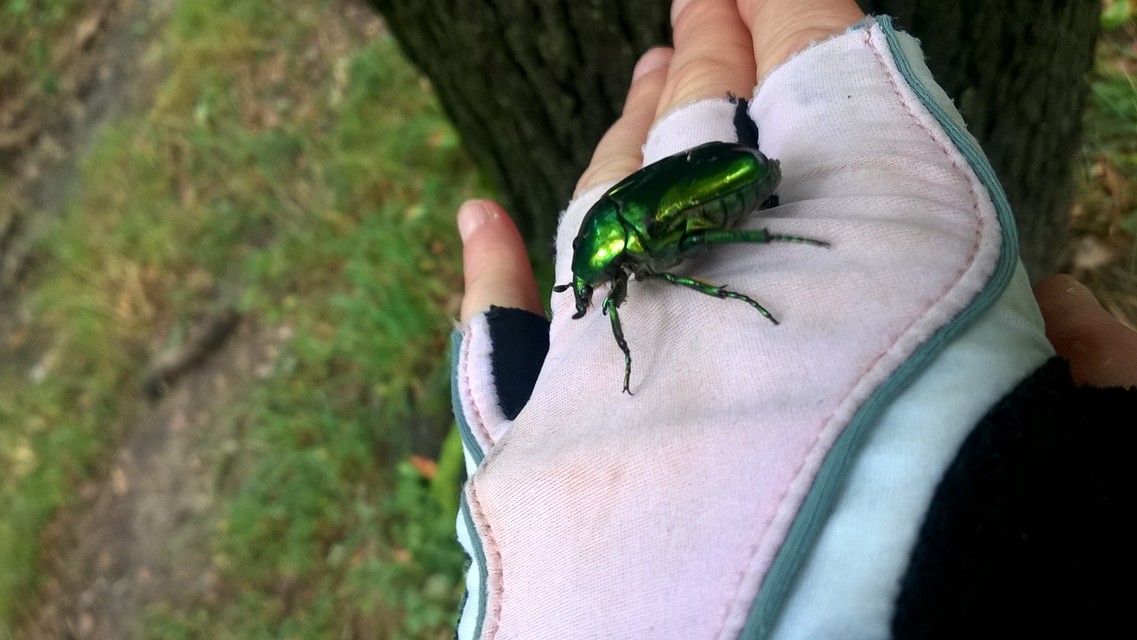 Protaetia speciosissima - pompás virágbogár