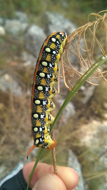 Hyles euphorbiae - kutyatejszender