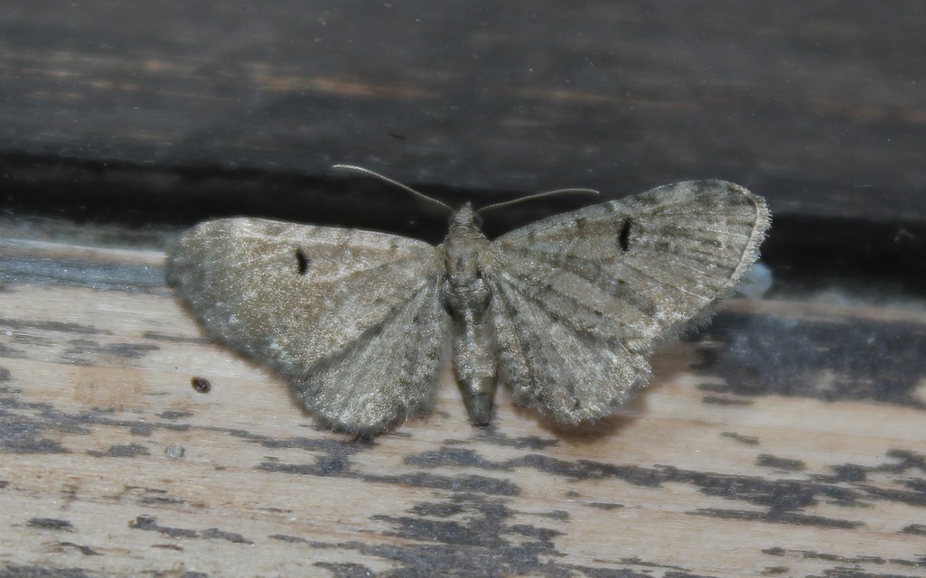 Eupithecia assimilata - komló-törpearaszoló