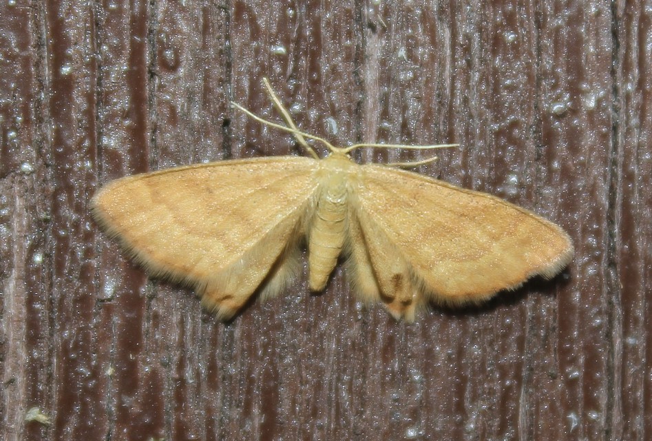 Idaea serpentata - kis sávosaraszoló
